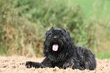 BOUVIER DES FLANDRES 366